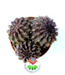Neochilenia Intermedia-Doğal Koyu Renkli-Nadir Tür-5,5 cm Saksıda En az 3 Adetli