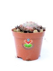 Echeveria Minima Red Edge 8 cm Saksılı Nadir Tür Kırmızı Kenarlı Sukulent
