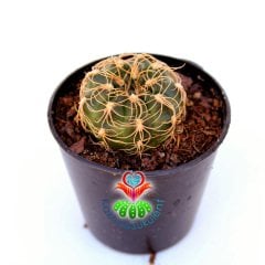 Gymnocalycium Calochlorum-Kırmızı Beyaz Çiçek Açar-Özel Tür-5,5 cm Saksıda