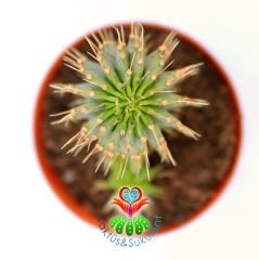 Kalahari Kaktüsü - Hoodia Gordonii-Sıradışı Çiçek Açar-5,5cm Saksıda