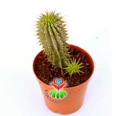 Kalahari Kaktüsü - Hoodia Gordonii-Sıradışı Çiçek Açar-5,5cm Saksıda