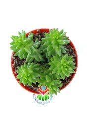 Creeping Sedum 'Angelina' Soğukta Turunculaşır, Nadir Sedum Türü