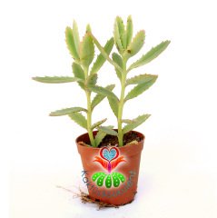 Kalanchoe Pinnata-Yaprak Uçları Kızarır-5,5cm Saksıda Sukulent