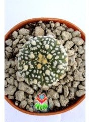 Astrophytum Asterias Super Kabuto-9 cm Saksıda Çok Nadir Tür Koleksiyonluk