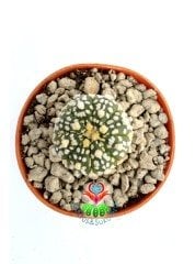Astrophytum Asterias Super Kabuto-9 cm Saksıda Çok Nadir Tür Koleksiyonluk
