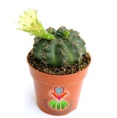 Kaktüs,Gymnocalycium Baldianum - Beyaz Çiçek Açar-1.Sınıf İthal 6 cm Bitki Çapı- 8 cm saksılı