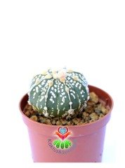 Astrophytum Asterias Super Kabuto 8 cm Saksılı Nadir Tür Koleksiyon Ürünü kaktüs
