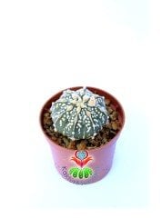 Astrophytum Asterias Super Kabuto 8 cm Saksılı Nadir Tür Koleksiyon Ürünü kaktüs