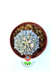 Astrophytum Asterias Super Kabuto 8 cm Saksılı Nadir Tür Koleksiyon Ürünü kaktüs
