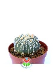 Astrophytum Asterias Super Kabuto 8 cm Saksılı Nadir Tür Koleksiyon Ürünü kaktüs