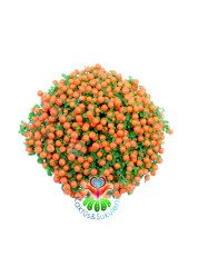 Nertera Granadensis -Mercan Boncuğu - Meyveli Halde - 8 cm saksı- Arap Saçı Familyasından Nadir Tür