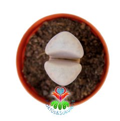 Lithops Karasmontana Opalina 5,5 cm Saksılı Nadir Yaşayan Taş
