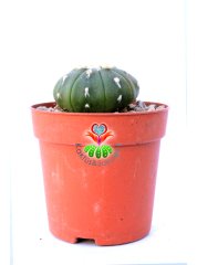 Astrophytum Asterias Nudum  -7 cm Saksıda Çok Nadir Tür Koleksiyonluk