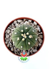 Astrophytum Asterias Nudum  -7 cm Saksıda Çok Nadir Tür Koleksiyonluk