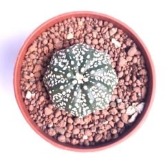 Astrophytum Asterias Star Shape -9 cm Saksıda Çok Nadir Tür Koleksiyonluk