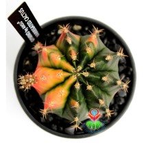 Gymnocalycium Mihanovichii Variegata -Doğal Renkler -8 cm Saksıda Özel Tür