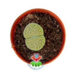 Lithops Fulviceps var Aurea Yeşil 5,5 cm Saksılı Yaşayan Taş