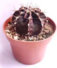 Gymnocalycium Mihanovichii Super Black 10,5 cm Saksıda Nadir Tür Kaktüs