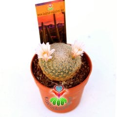 Mammillaria Lenta 5,5 cm Saksılı Özel Tür-Beyaz Renk Çiçek Açar