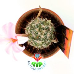 Mammillaria Schumannii Pembe Çiçek Açar 5,5 cm Saksılı