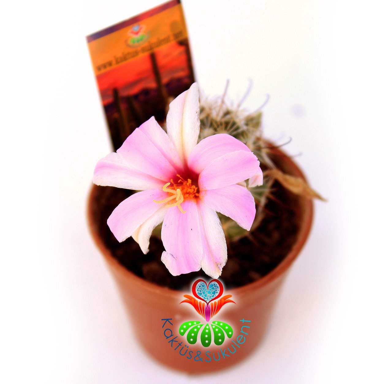 Mammillaria Schumannii Pembe Çiçek Açar 5,5 cm Saksılı