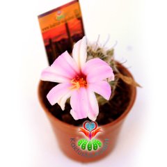 Mammillaria Schumannii Pembe Çiçek Açar 5,5 cm Saksılı