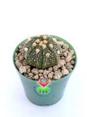 Astrophytum Asterias Oobio -5,5 cm Saksıda Çok Nadir Tür Koleksiyonluk