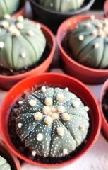 Astrophytum Asterias Oobio -5,5 cm Saksıda Çok Nadir Tür Koleksiyonluk