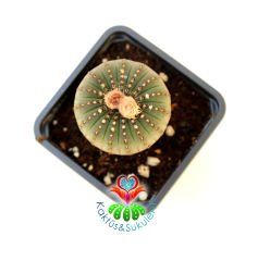 Frailea Castanea -Çok Nadir Tür- Sıradışı Simetrik Formlu min. 4 cm Bitki Çapı-7 cm Saksıda-