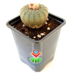Frailea Castanea -Çok Nadir Tür- Sıradışı Simetrik Formlu min. 4 cm Bitki Çapı-7 cm Saksıda-