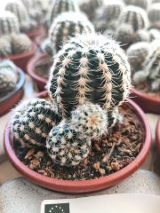 Kaktüs,Gymnocalycium Bruchii var. Niveum-Açık Pembe Renk Çiçek Açar-Yumuşak Dikenli-8,5 cm Saksıda