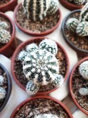 Kaktüs,Gymnocalycium Bruchii var. Niveum-Açık Pembe Renk Çiçek Açar-Yumuşak Dikenli-8,5 cm Saksıda