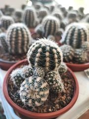 Kaktüs,Gymnocalycium Bruchii var. Niveum-Açık Pembe Renk Çiçek Açar-Yumuşak Dikenli-8,5 cm Saksıda
