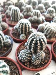 Kaktüs,Gymnocalycium Bruchii var. Niveum-Açık Pembe Renk Çiçek Açar-Yumuşak Dikenli-8,5 cm Saksıda