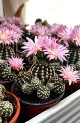Kaktüs,Gymnocalycium Bruchii var. Niveum-Açık Pembe Renk Çiçek Açar-Yumuşak Dikenli-8,5 cm Saksıda