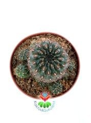Sulcorebutia Mentosa-Beyaz Renk Çiçek Açar 8 cm saksıda-Koleksiyonluk Kaktüs Çeşidi