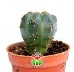 Kaktüs,Gymnocalycium Baldianum- Kırmızı Renk Çiçek Açar-5,5 cm Saksıda-Nadir Tür