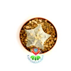 Astrophytum Myriostigma Columnare 8 cm Saksı 15 cm Boy Yetişkin Astrophytum