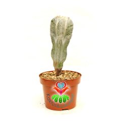 Astrophytum Myriostigma Columnare 8 cm Saksı 15 cm Boy Yetişkin Astrophytum