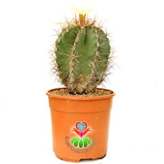 Astrophytum Ornatum 17 cm Saksılı min.saksı ile 40 cm boy Yetişkin Sınırlı Sayıda