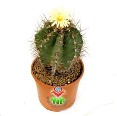 Astrophytum Ornatum 17 cm Saksılı min.saksı ile 40 cm boy Yetişkin Sınırlı Sayıda