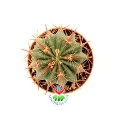 Ferocactus Cornigerus 8,5 cm saksılı Kırmızı dikenli kaktüs