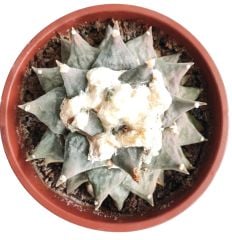 Ariocarpus Retusus 15 cm Saksıda 15 Yaşında Nadir Koleksiyon Ürünü Kaktüs
