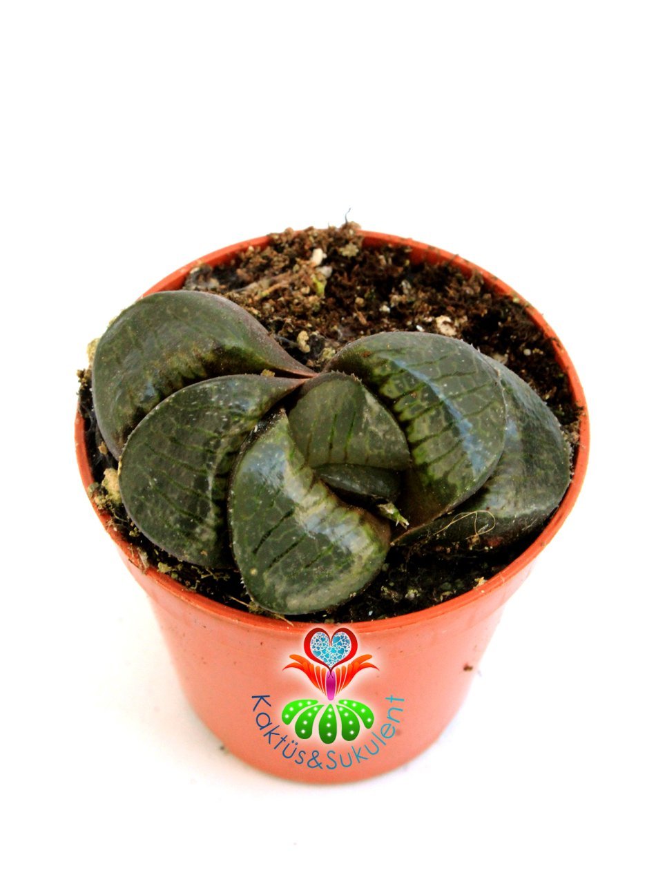 Haworthia Truncata Maughanii Nadir Sukulent Türü 5,5 cm Saksılı Şeffaf Yüzey