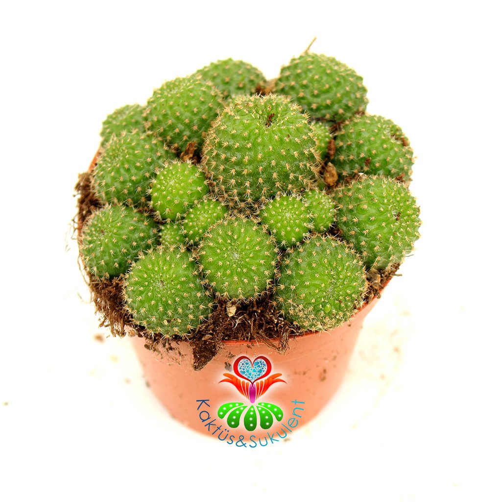 Rebutia Minuscula 8,5 cm Saksılı Bol Çiçek Açan Kaktüs