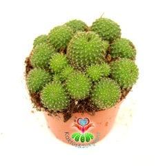 Rebutia Minuscula 8,5 cm Saksılı Bol Çiçek Açan Kaktüs