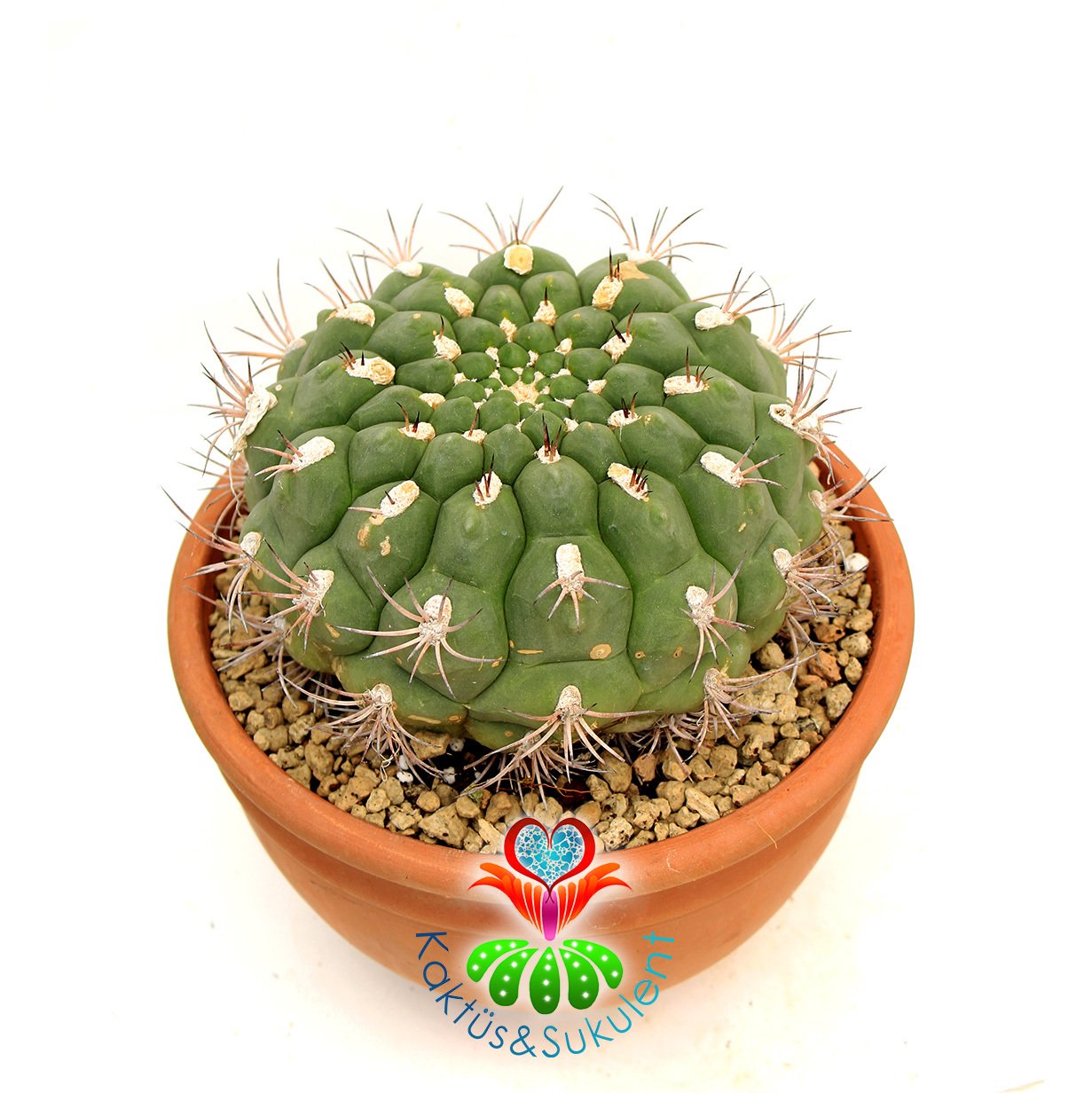 Gymnocalycium Saglionis 23 cm Seramik Saksılı Yetişkin Nadir Kaktüs Uygun Fiyat