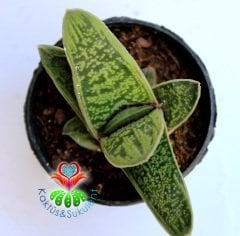 Sukulent,Gasteria 'Little Warty'-Sert Yapraklı Çok Dayanıklı Tür-5,5 cm saksıda-Teraryum-Kaktüs