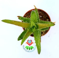Aloe juvenna ''Tiger Tooth Aloe''- Kaplan Diş Alöe-5,5 cm Saksıda