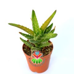 Aloe juvenna ''Tiger Tooth Aloe''- Kaplan Diş Alöe-5,5 cm Saksıda
